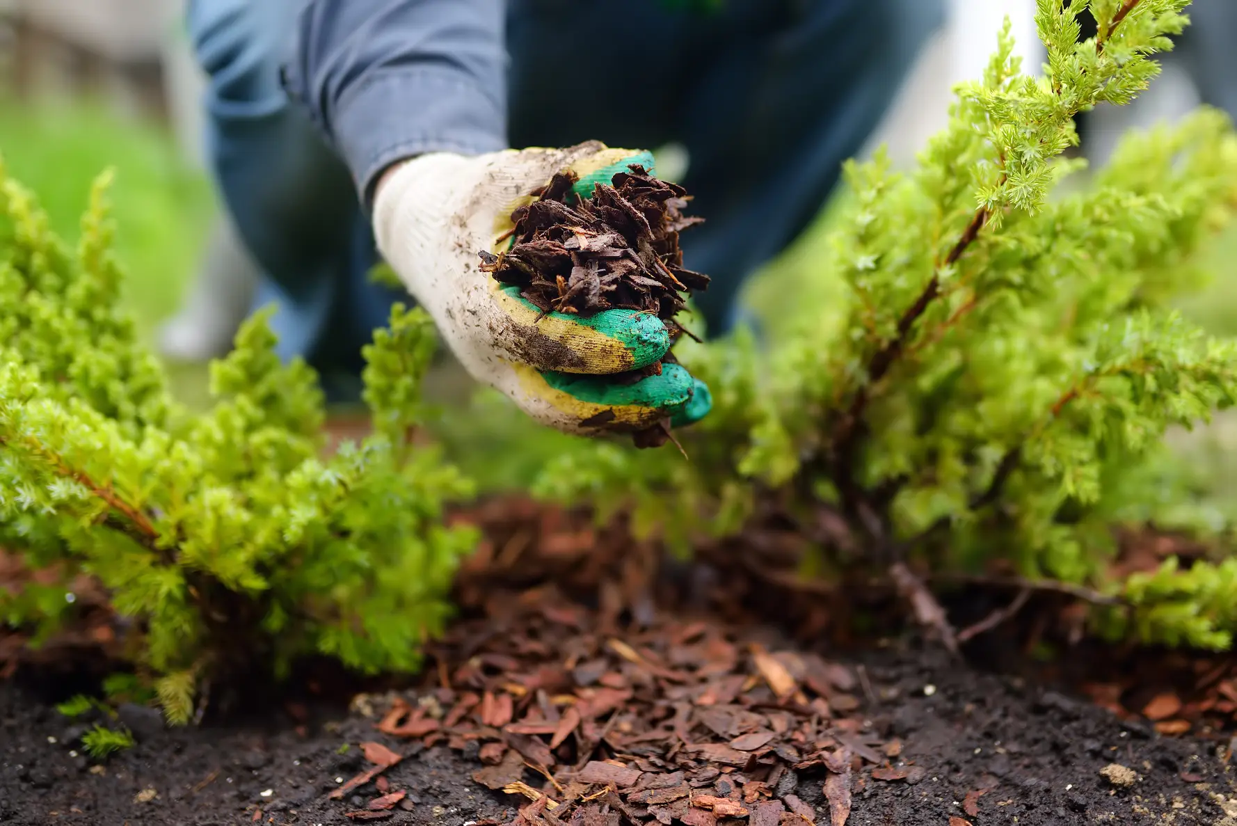 Professional tree mulching improving soil health for desert trees in Phoenix, AZ