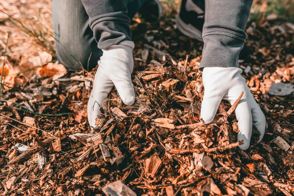 Tree mulching to protect desert trees with eco-friendly tree care solutions