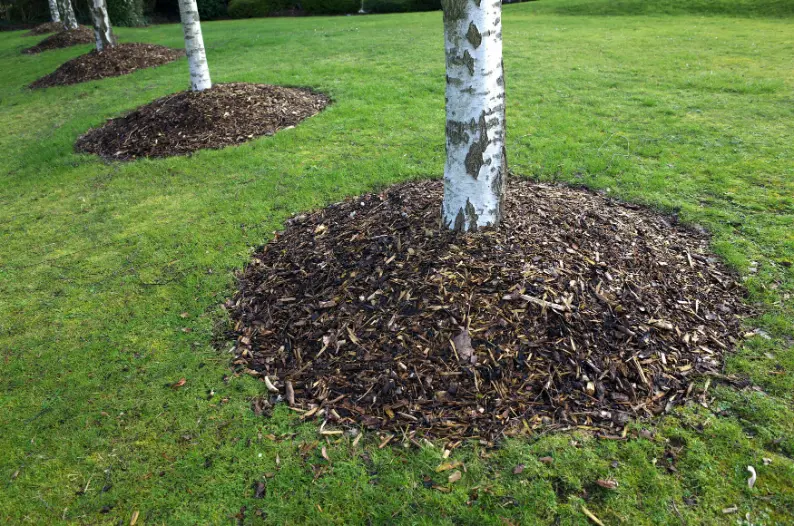 Organic tree mulching with arborist wood chips for healthier desert soil in Phoenix