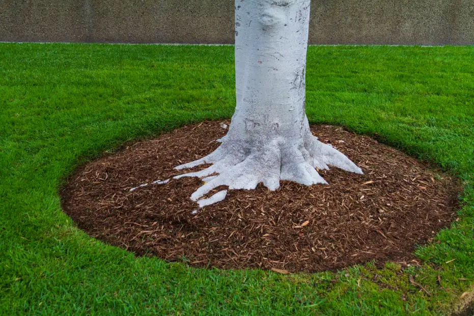 Tree mulching applied correctly around the drip line for healthier desert tree roots