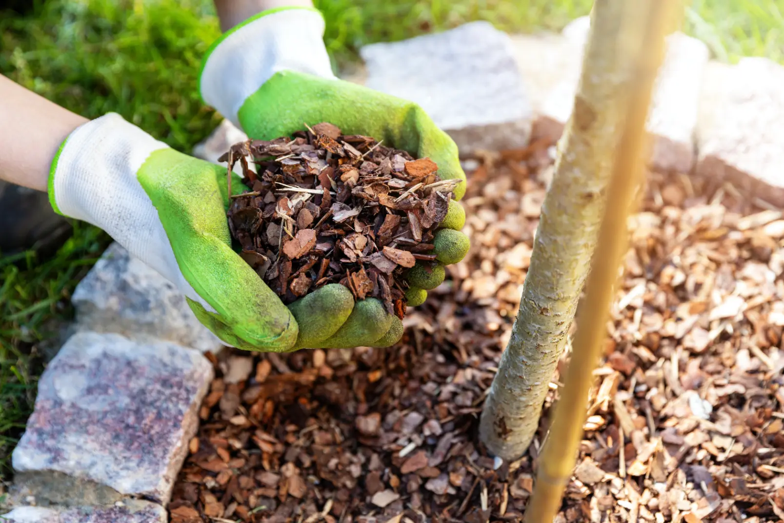 Tree mulching to support healthy roots with eco-friendly desert tree care in the Phoenix Metro Area