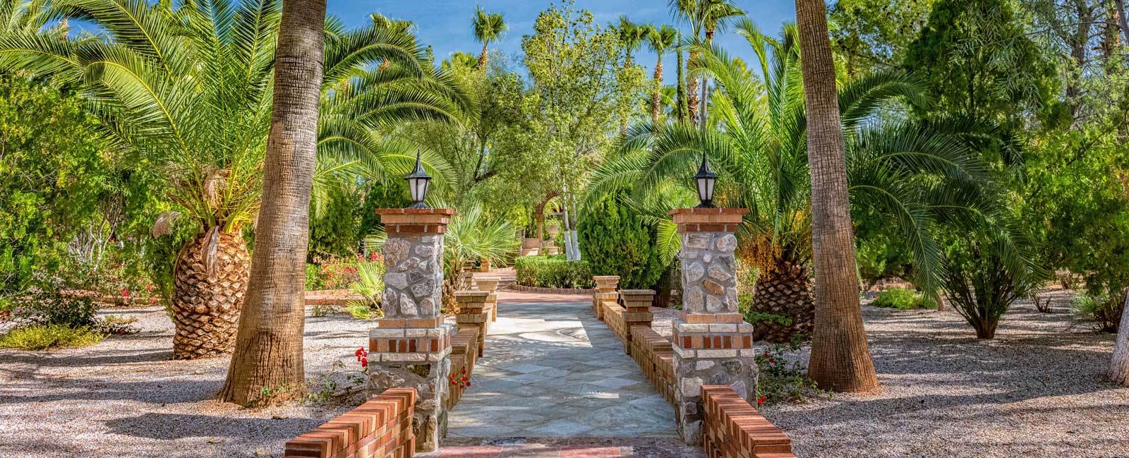 Are You Drowning Your Desert Trees? The Hidden Danger of Overwatering in Phoenix
