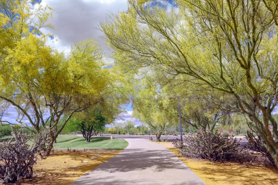 Sonoran desert trees receiving eco-friendly desert tree care for healthy growth in the Phoenix Metro Area