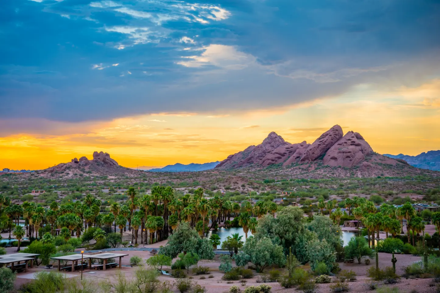 Healthy Sonoran trees supported by expert desert tree care guidance and education