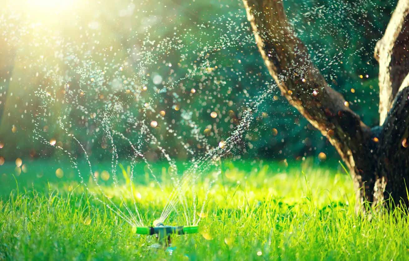 Deep tree watering to promote healthy roots through eco-friendly desert tree care